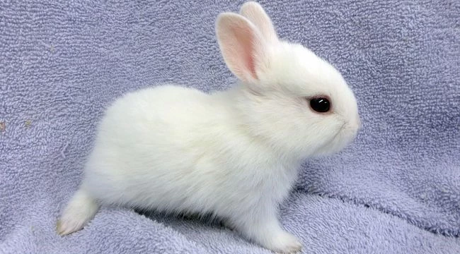 Tavşan okulun duvarına asılıp derisi yüzüldü