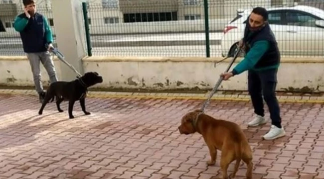 PİTBULL DEHŞETİ